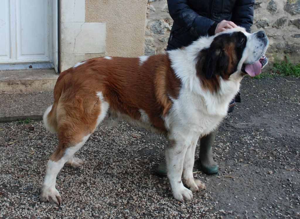 Nelson des Côteaux Lauragais