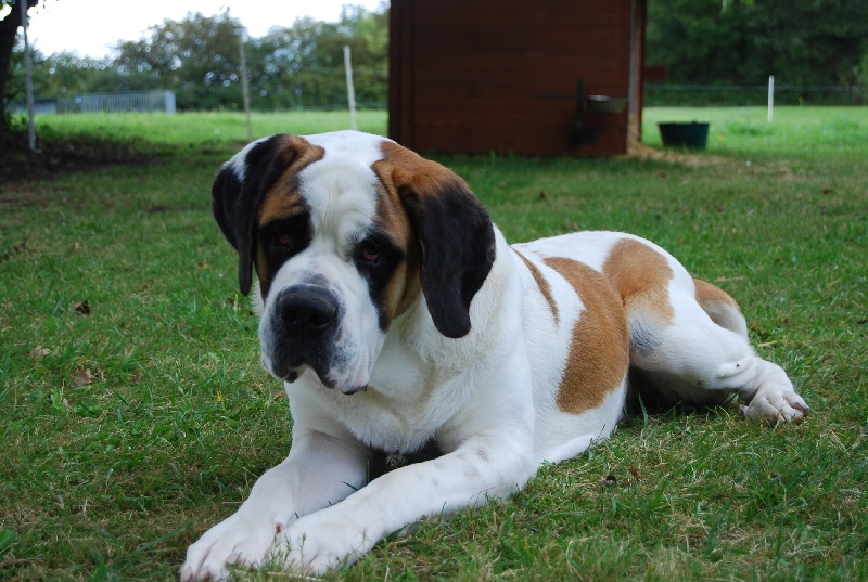 Indie de la fermette a zuzon