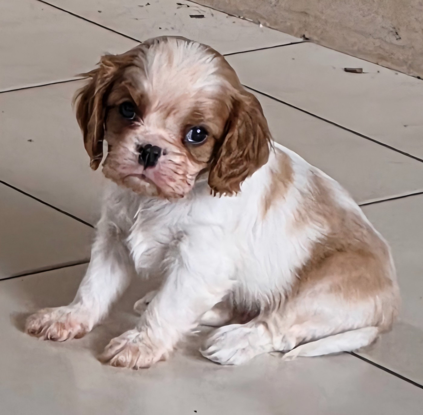 De l'Univers De Sirka - Chiots disponibles - Cavalier King Charles Spaniel