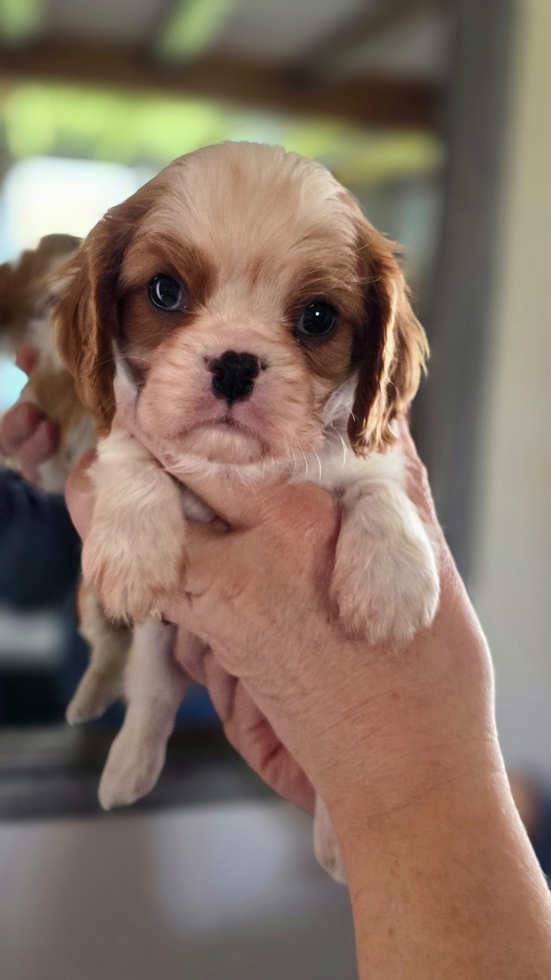 De l'Univers De Sirka - Chiots disponibles - Cavalier King Charles Spaniel