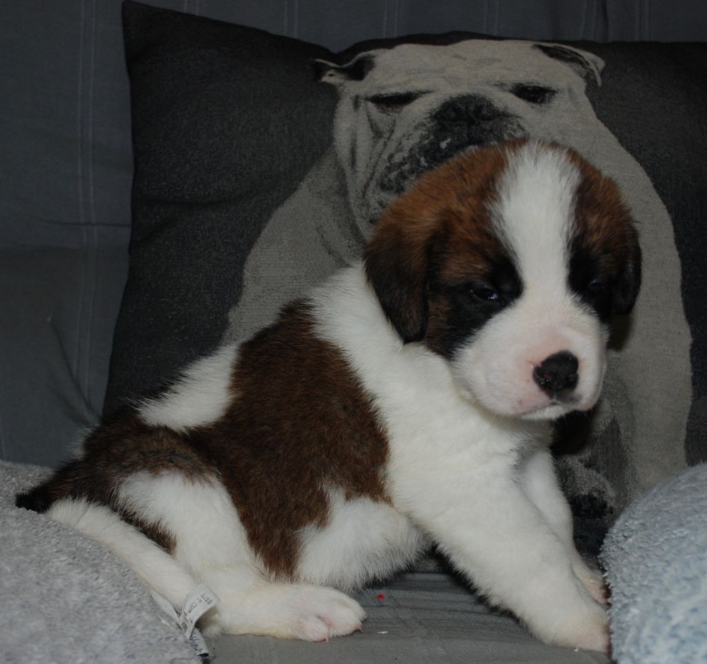 De l'Univers De Sirka - Chiots disponibles - Chien du Saint-Bernard