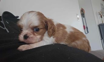 De l'Univers De Sirka - Chiots disponibles - Cavalier King Charles Spaniel